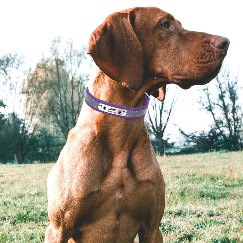 Personalized  LeatherEngraved ID Reflective Pet Collar